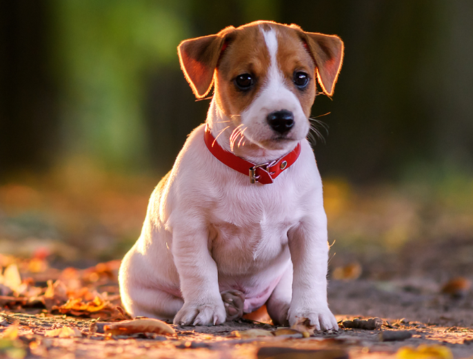 Cachorro também é humano