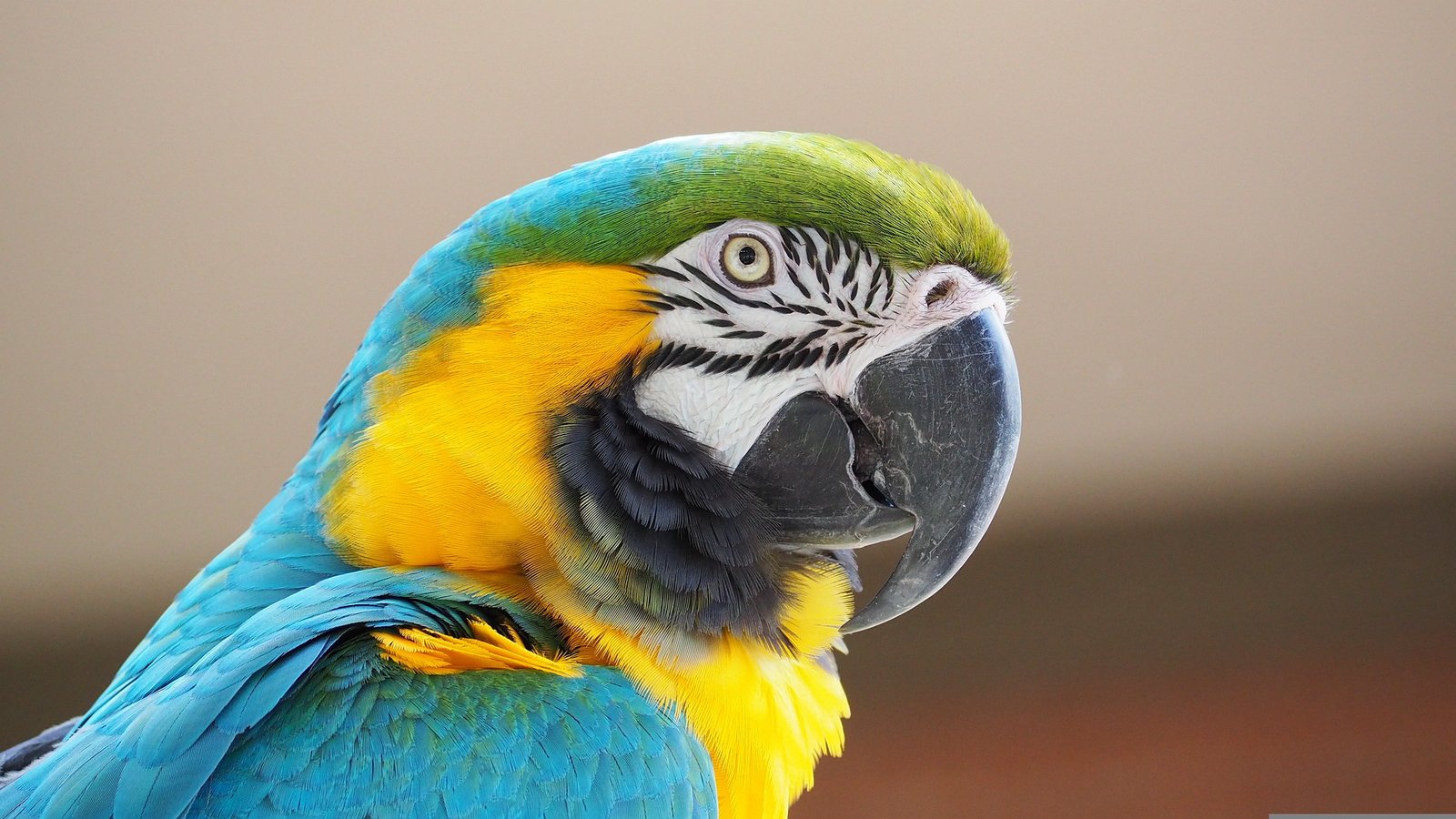 No total, já são 12 iniciativas apoiadas com R$ 60 milhões. Todas contribuem para o desenvolvimento sustentável do bioma da região (Foto: Pixabay)