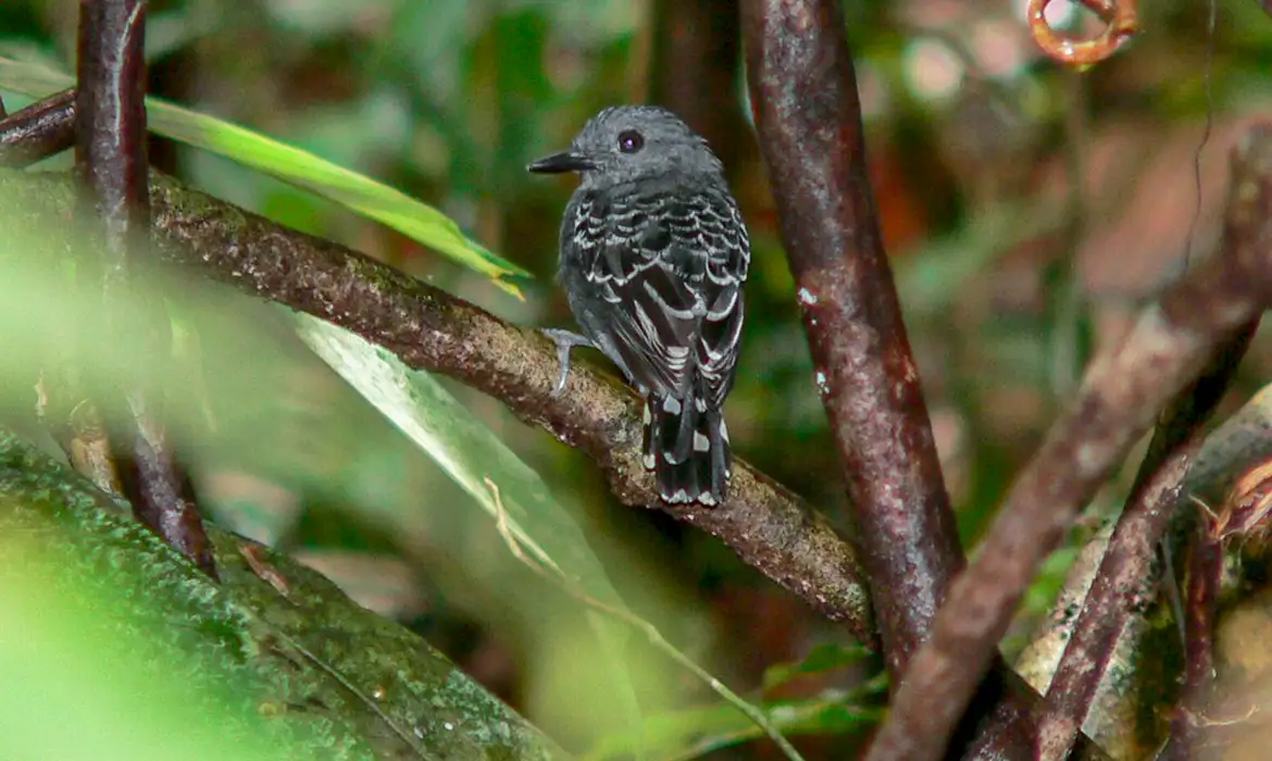Foto: Robson Czaban/WikiAves