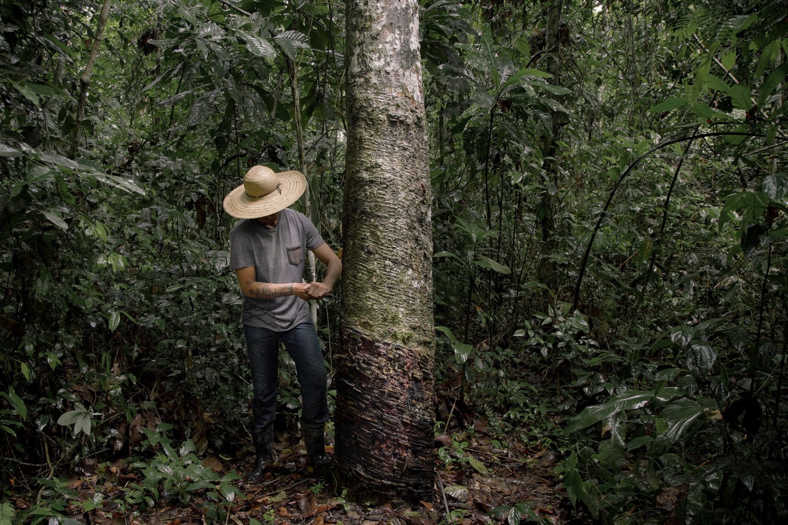 Foto: Christian Braga / WWF-Brazil