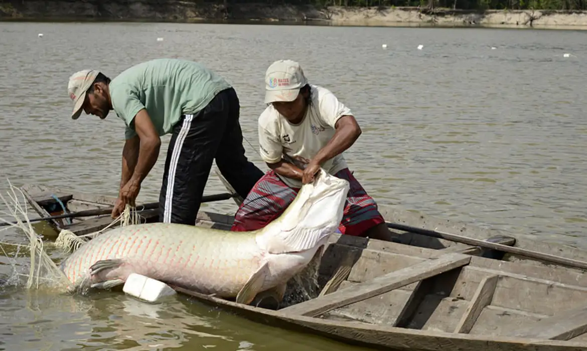 manejo_dos_peixes_pirarucu-adriano_gambarini_opan-7384