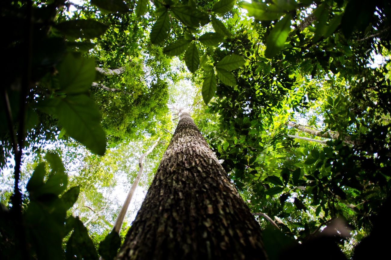 castanheira-amazonia_marcelocamargo-abr
