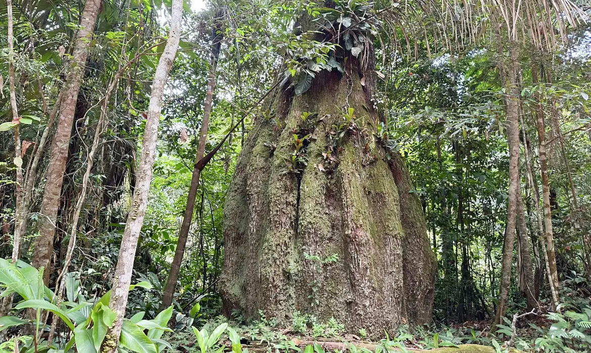 floresta_amazonica_conservada_em_caracarai_rr